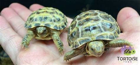 Russian Tortoise Care Sheet Russian Tortoise Information And Care Tips Info