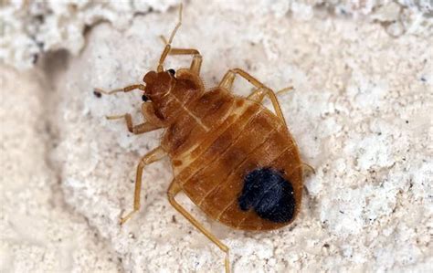 Bed Bugs | The Ultimate Guide To Bed Bugs In South Florida