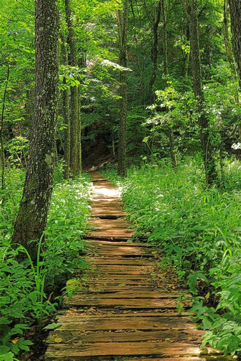 forest path nature