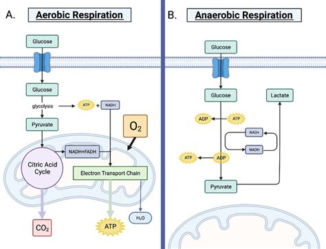 Aerobic And Anaerobic Cellular Respiration Science Amino