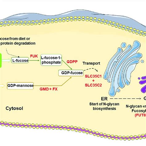 The Igg Asn N Glycan Heterogeneity Panel A Major Types Of