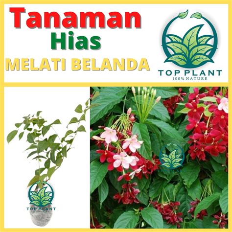 Jual Tanaman Rambat Melati Belanda Bibit Bunga Hidup Shopee Indonesia