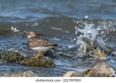 Ruddy Turnstone Arenaria Interpres Natural Habitat Stock Photo