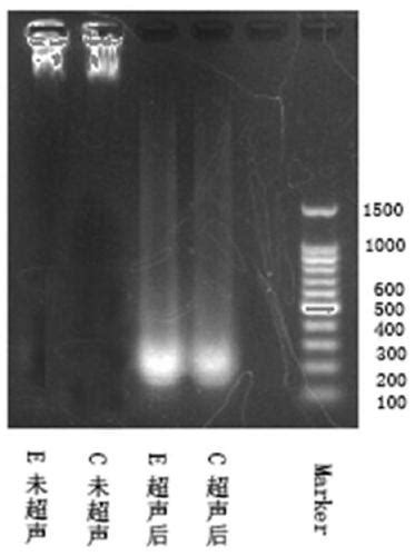 Identification method of BPDE adduct gene - Eureka | Patsnap