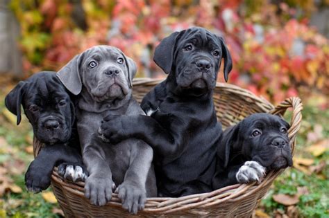 Cuatro Lindos Cachorros Cane Corso Gris Y Tres Negros Se Sientan En Una