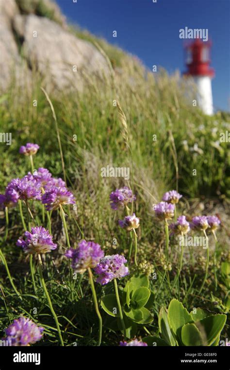 Flowers Below A Lighthouse Stock Photo Alamy