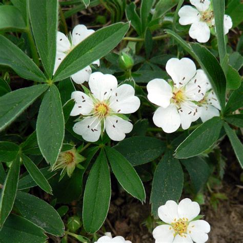 Лапчатка белая – Potentilla alba | Plantsfinder.ru