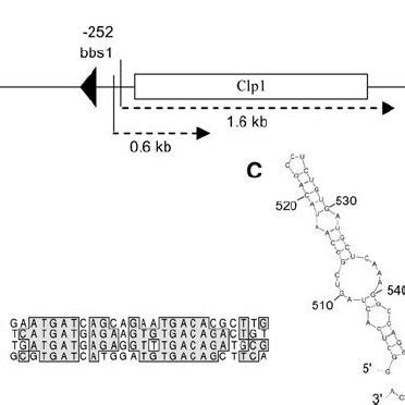 Structure of the clp1 Gene. | Download Scientific Diagram