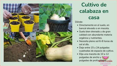 Guía para cultivar y disfrutar de la calabaza y melón MelonySandia