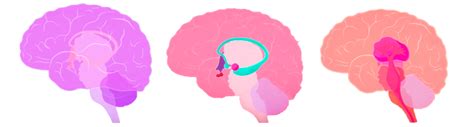 Biological Psychology Diagrams Diagram | Quizlet