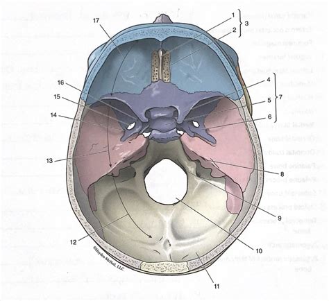 Axial Skeleton Superior View Of The Floor Of The Cranial Cavity