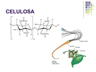 Exposici N Biopolimeros Ppt