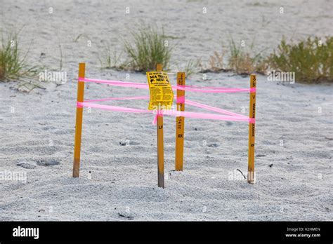 anna maria island turtle nest Stock Photo - Alamy