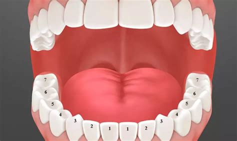 Răng 17 : Tìm hiểu về vai trò và tác dụng của răng 4r4