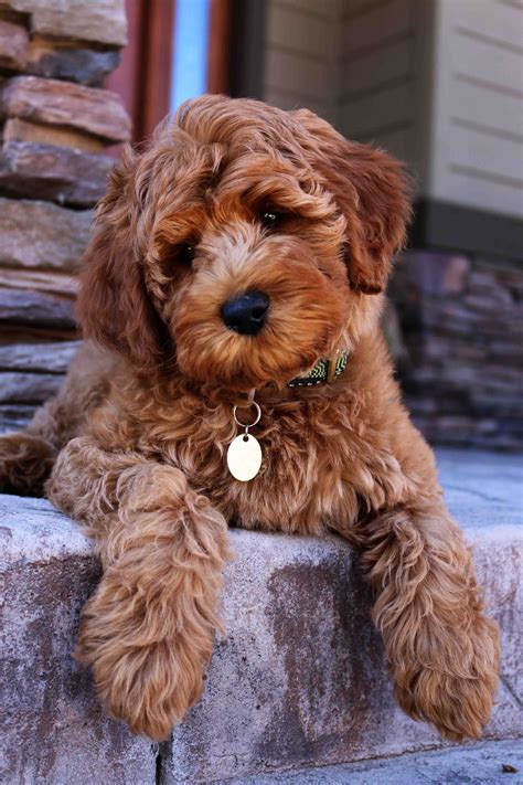 Australian Labradoodle Welpen Kaufen