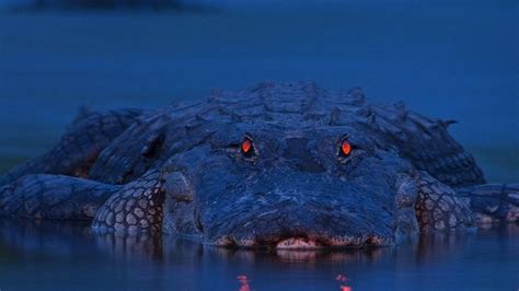 Gustave The Most Dangerous Nile Crocodile In The World Youtube