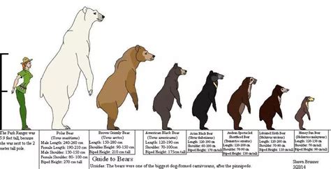 How Tall is a Polar Bear - Polar Bear Height - Zooologist | Bear