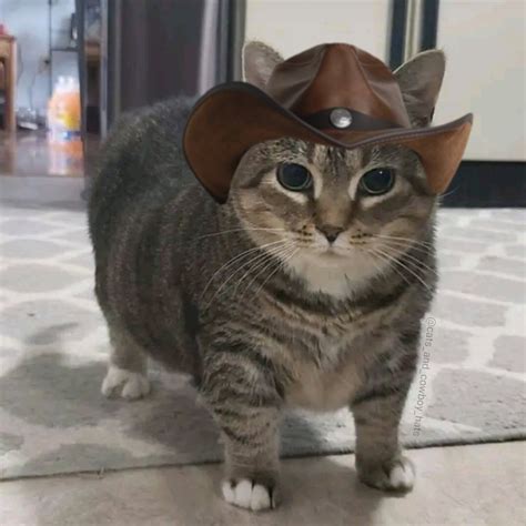 S S On Twitter Rt Cowboycats