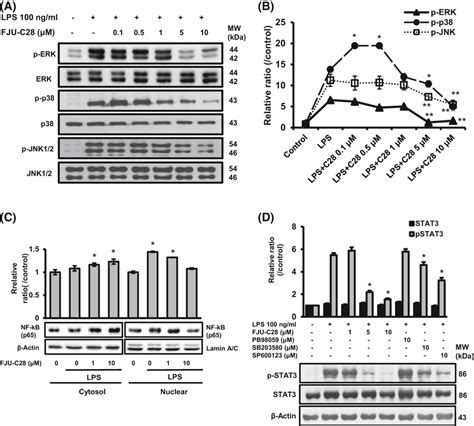 Effect Of Fjuc On The Lpsinduced Phosphorylation Of Map Kinases And