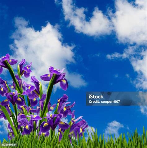 Gambar Bunga Yang Indah Di Taman Closeup Foto Stok Unduh Gambar
