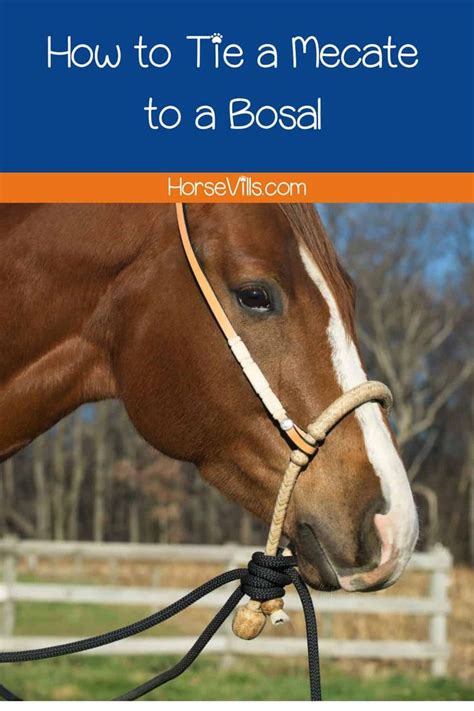 A Brown Horse Wearing A Bridle With The Words How To Tie A Memeate To A