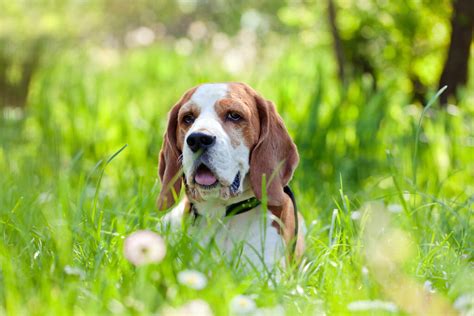 Beagle | Hunde | Informationen zu den Rassen | Omlet
