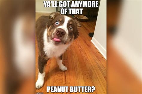 22 Dogs Who Are Really Excited To Eat Your Peanut Butter | Cuteness