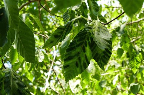Beech Leaf Disease Beech Trees — Boston Tree Preservation