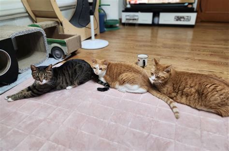 So How Bout Them Mets On Twitter First Video Is Crazy Like Why Are They Ass To Ass