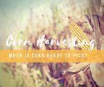 7 Surprising Signs Your Corn Is Ripe And Ready