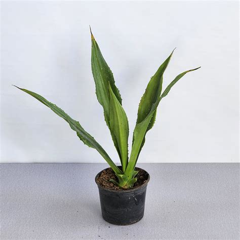 agave green seedlink