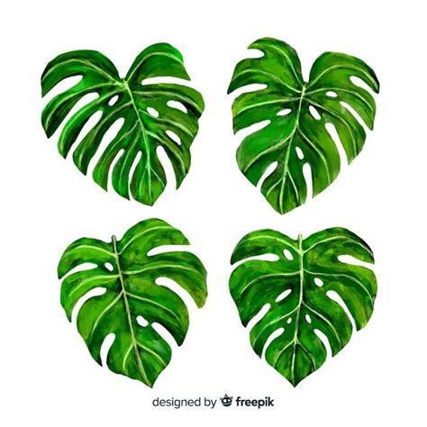 Monstera Leaves Free Vector Monstera Tropical Background Monstera Leaf