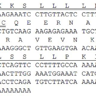 The Nucleotide And The Translated Open Reading Frame Amino Acid