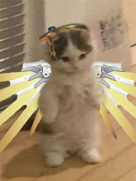 Pin On That Standing Cat Mf Overwatch Cats Overwatch Overwatch Pictures