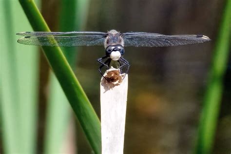 Leucorrhinia Pectoralis Ih Latin Leucorrhinia P Flickr