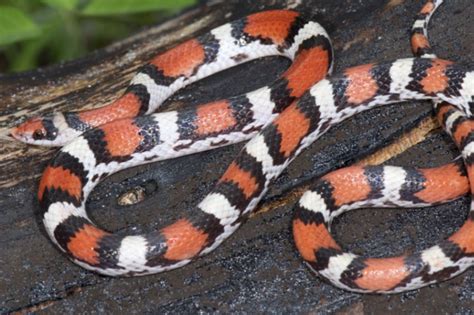 Scarlet Snake: North America's Striking Mimicry Artist