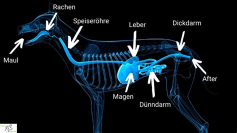 Darmsanierung Hund 5 Effektive Schritte