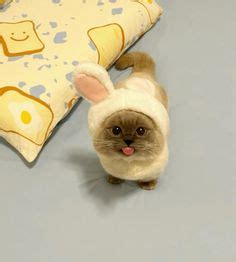 cute kitty icon en