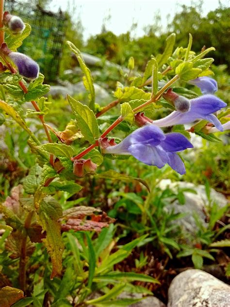 highlight  herbs scutellaria  branches family acupuncture