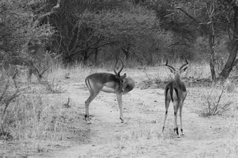 Namibia (part 2): wildlife