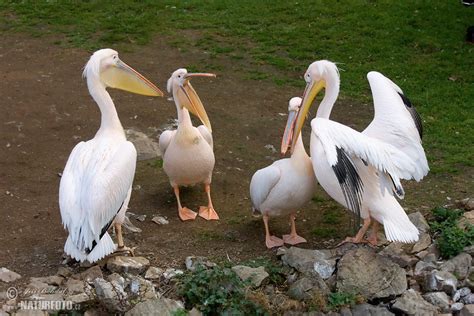 Great White Pelican Photos, Great White Pelican Images, Nature Wildlife ...