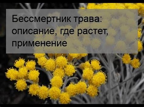 Бессмертник трава: описание, где растет, применение - YouTube