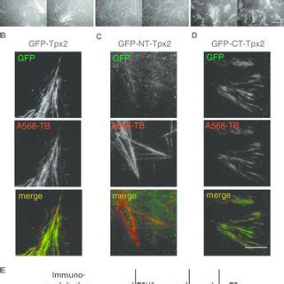 Molecular Factors Required For Branching Microtubule Nucleation In The