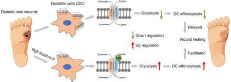 人参皂苷 Rg5 通过减少 Slc7a11 对树突状细胞胞吞作用的负调节促进糖尿病伤口愈合journal Of Ginseng