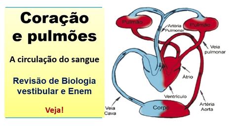 Etapas Da Circulacao Pulmonar ️ CIRCULAÇÃO PULMONAR Sangue... No