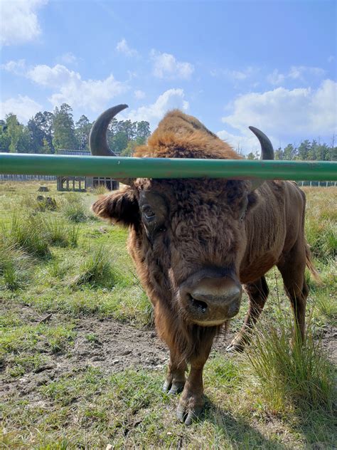 Поездка в Брестскую крепость, Беловежскую пущу — Opel Insignia (1G), 2 ...