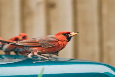 Cómo Influyen los Cardenales en la Polinización de Plantas Nativas