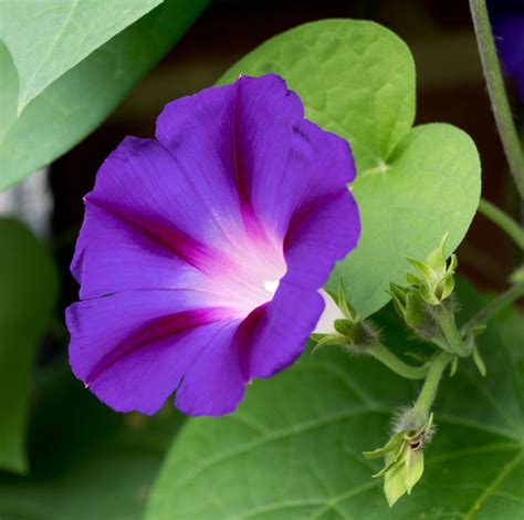 Ipomoea Purpurea Common Morning Glory Plants In Particular