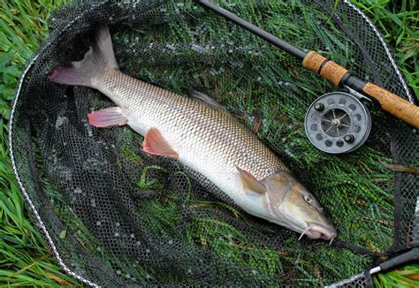 Vince Cater Angling Adventures: Are there any Barbel left on the ...