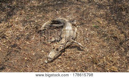 Caiman - Jacare, Image & Photo (Free Trial) | Bigstock